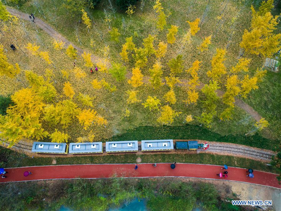 CHINA-ZHEJIANG-CHANGXING-GINKGO-SCENERY (CN) 