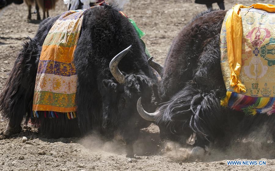 (InTibet)CHINA-TIBET-XIGAZE-BULLFIGHT(CN)