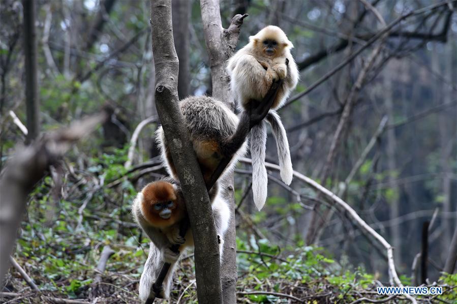 CHINA-GANSU-YUHE-GOLDEN MONKEY (CN)