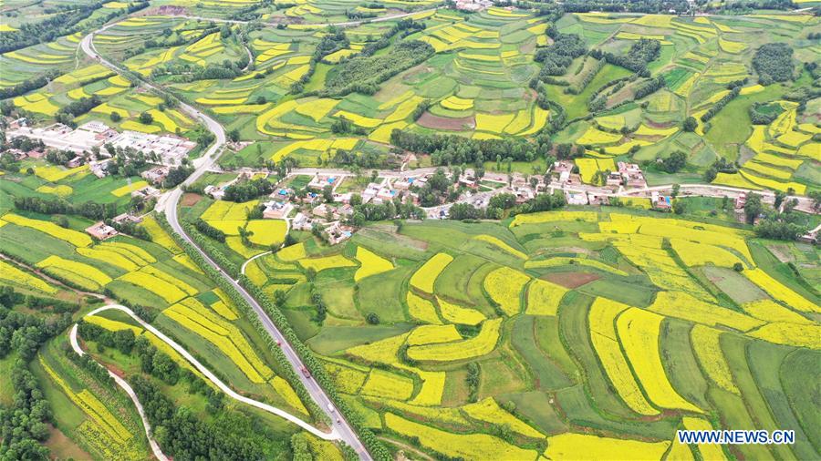 #CHINA-GANSU-JISHISHAN-COLE FLOWER-SCENERY (CN)