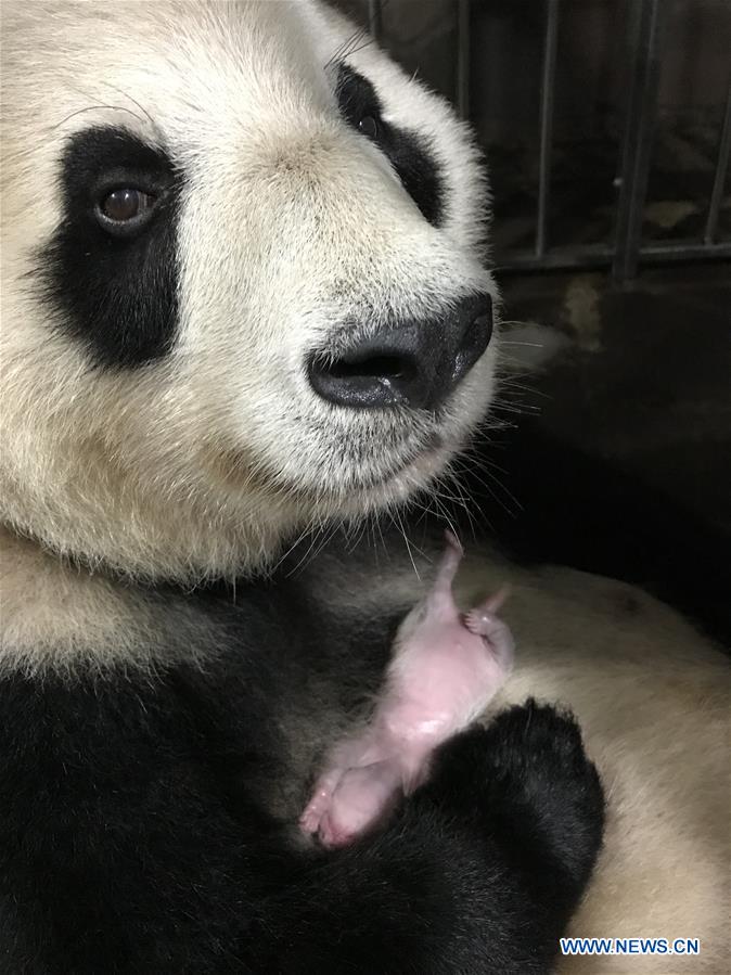 CHINA-CHONGQING-PANDA CUBS (CN)