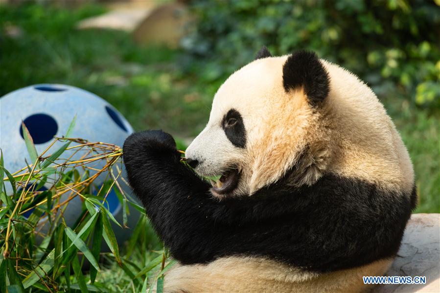 CHINA-MACAO-GIANT PANDA-BIRTHDAY (CN)