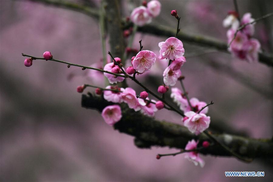 #CHINA-XUANEN-PLUM FLOWERS (CN)