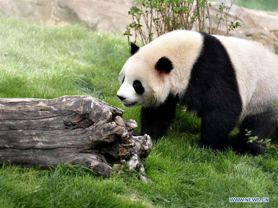 CHINA-QINGHAI-XINING-GIANT PANDAS (CN)