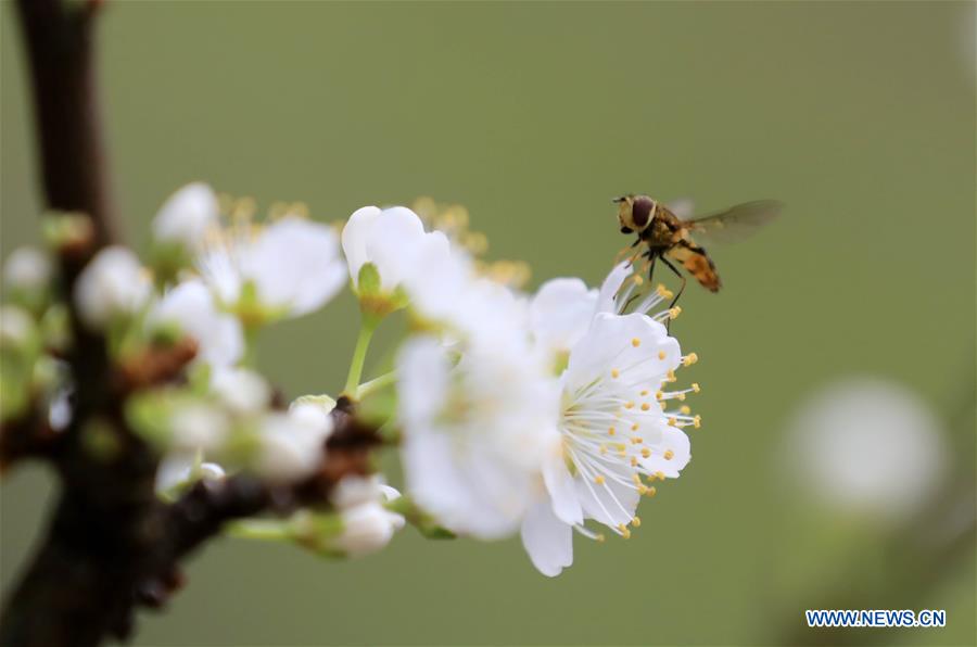 #CHINA-SPRING-SCENERY (CN)