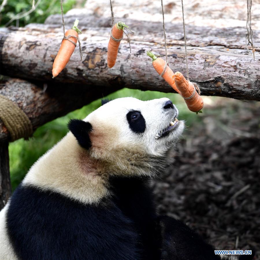 CHINA-QINGHAI-XINING-GIANT PANDAS (CN)