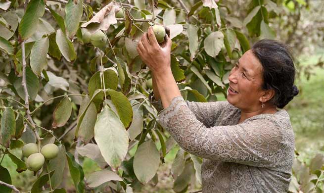 Local villagers shake off poverty through plantation, livestock breeding in Xinjiang