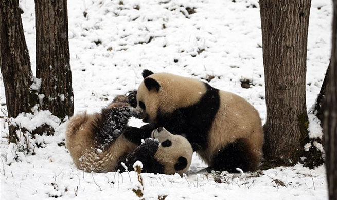 Snowfall hits part of Hangzhou