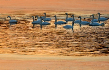 Swans seen at Huairou District in Beijing