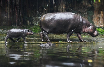 Media tour of newborn animals held at Singapore Zoo