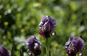 In pics: Faqqua Iris flowers, national flower of Palestine