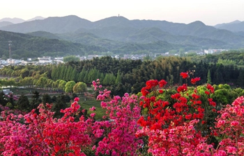 Growers in E China harvest spring tea among azalea blossoms