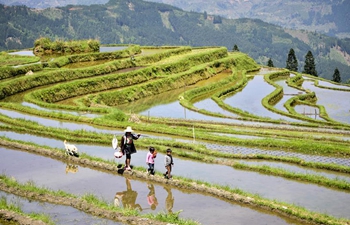 Scenery of terraced fields in SW China's Guizhou