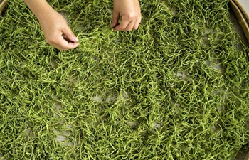 Workers make Laifeng vine tea in central China's Hubei