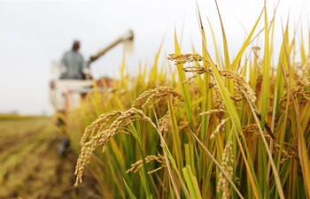 Farmers harvest in fields on Cold Dew solar term