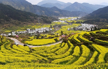 In pics: cole flower field scenery in Wuyuan, Jiangxi