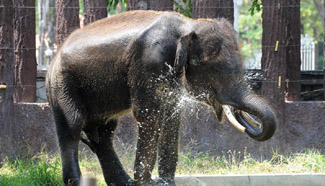 Animals cool themselves in high temperature