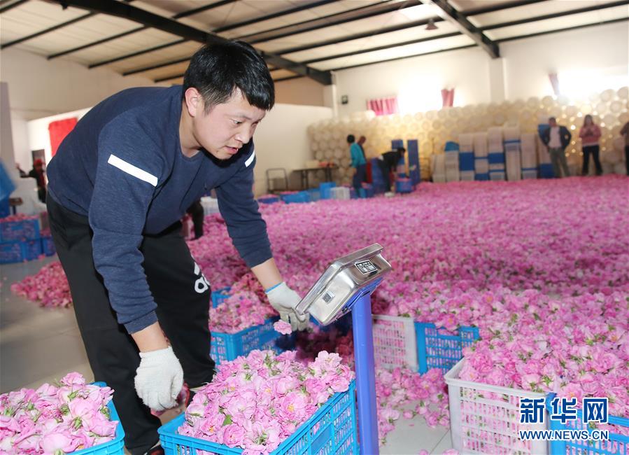 #（經濟）（2）江蘇海安：玫瑰花鋪就農民致富“芬芳之路”