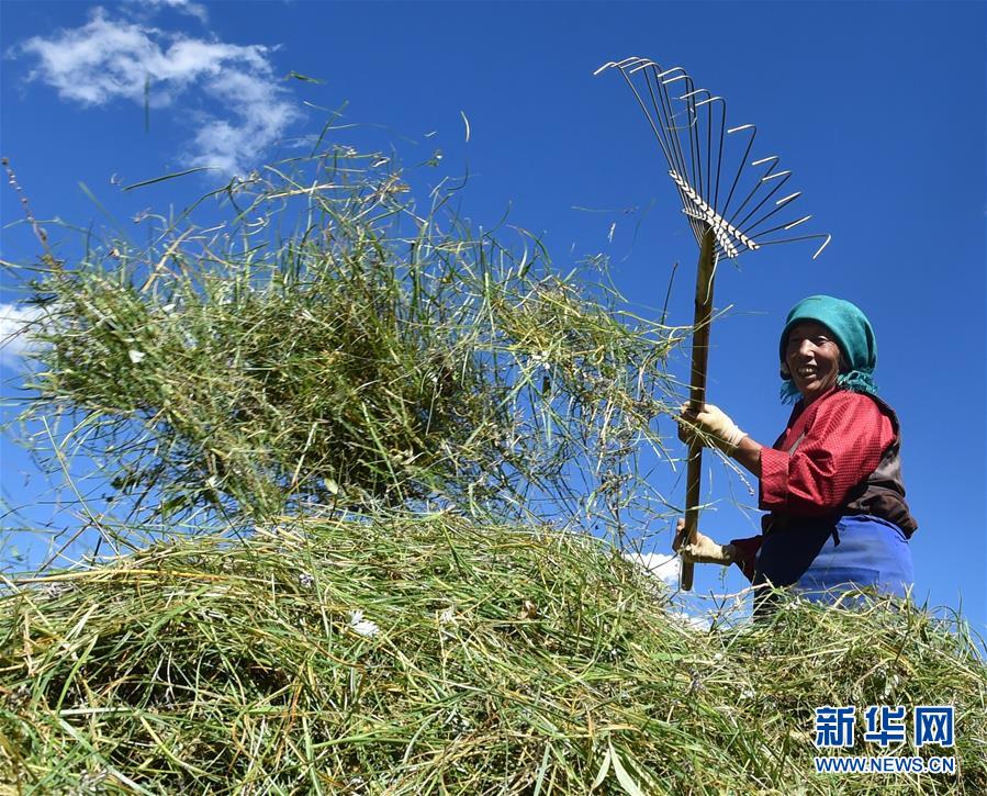 （社會(huì)）（9）西藏：牧草豐收儲(chǔ)“冬糧”