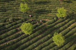 黃山毛峰迎來(lái)采摘季