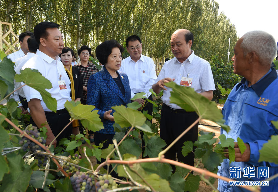 8月9日，中共中央政治局委員、中央統戰部部長、中央代表團副團長孫春蘭率中央代表團三分團，先后赴內蒙古自治區烏海市、阿拉善盟看望各族干部群眾。這是孫春蘭在烏海市漢森酒業集團的葡萄種植園了解葡萄種植情況。新華社記者 任軍川 攝