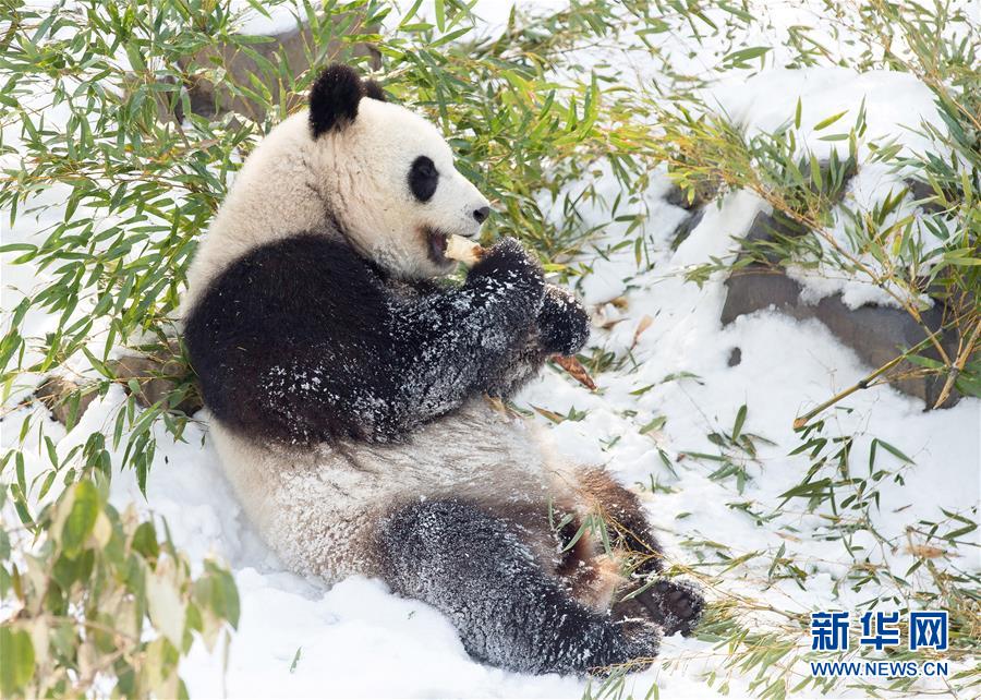 #（環境）（3）熊貓“戲”雪