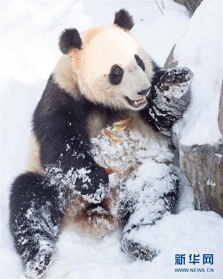 #（環境）（4）熊貓“戲”雪