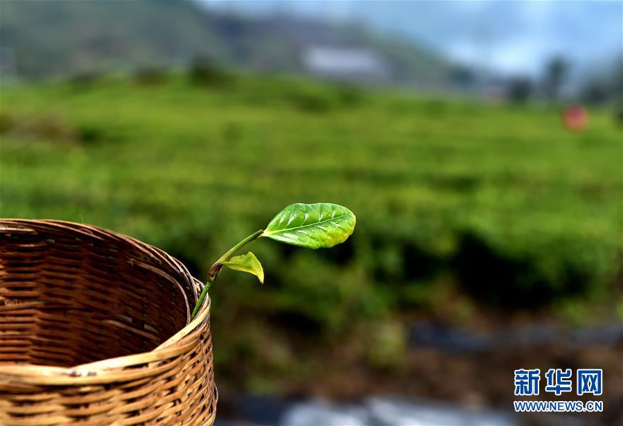 （經濟）（6） 西藏墨脫：茶業變成致富“金葉”