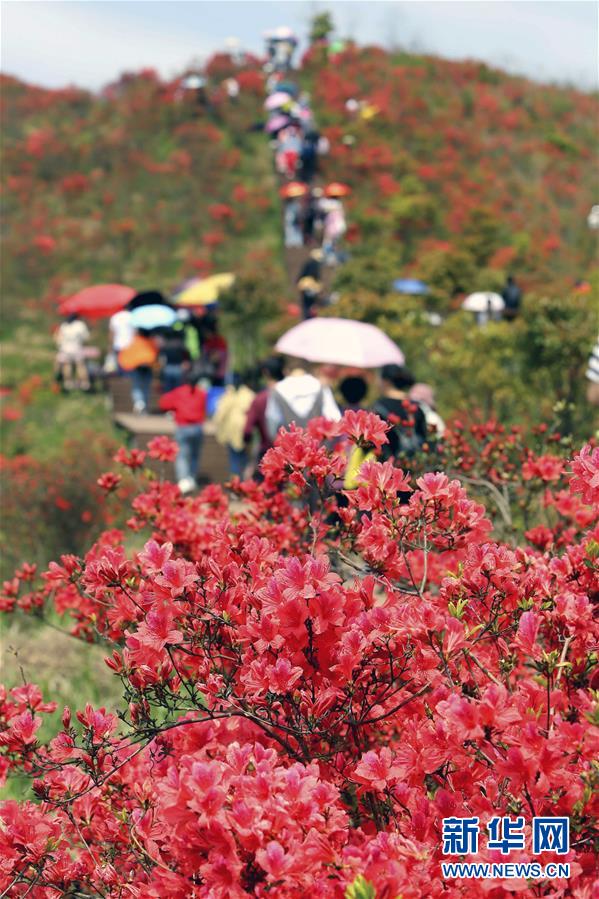 #（環境）（4）花開在四月