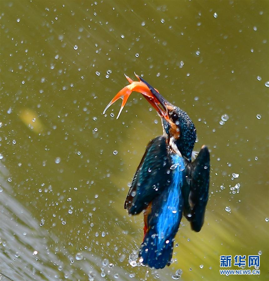 （新華網）（1）翠鳥捕魚