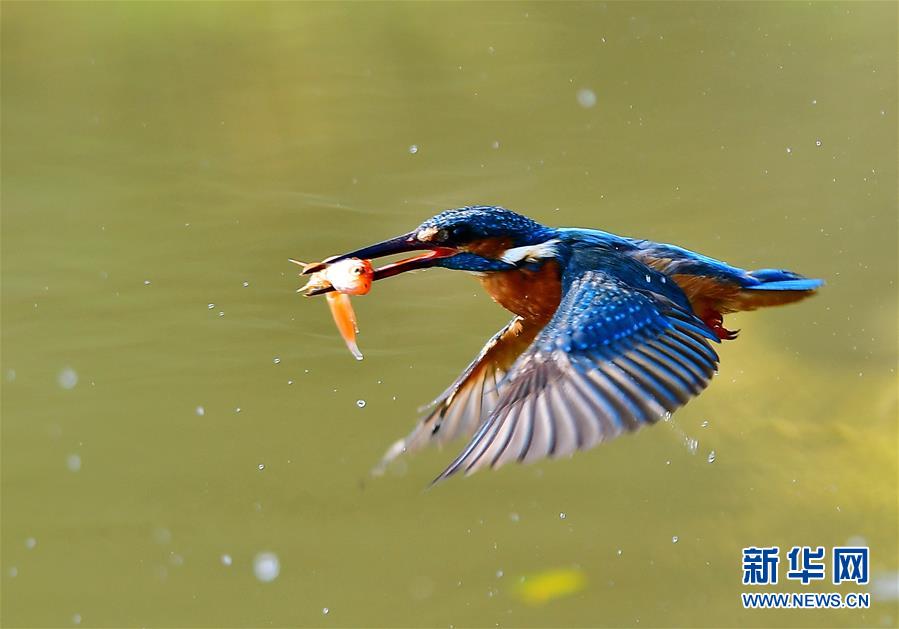 （新華網）（2）翠鳥捕魚