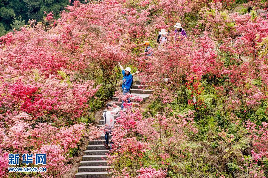 #（春季美麗生態）（3）春花盛放