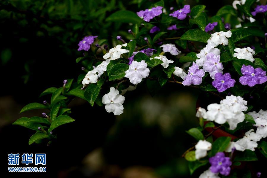 #（春季美麗生態）（5）春花盛放