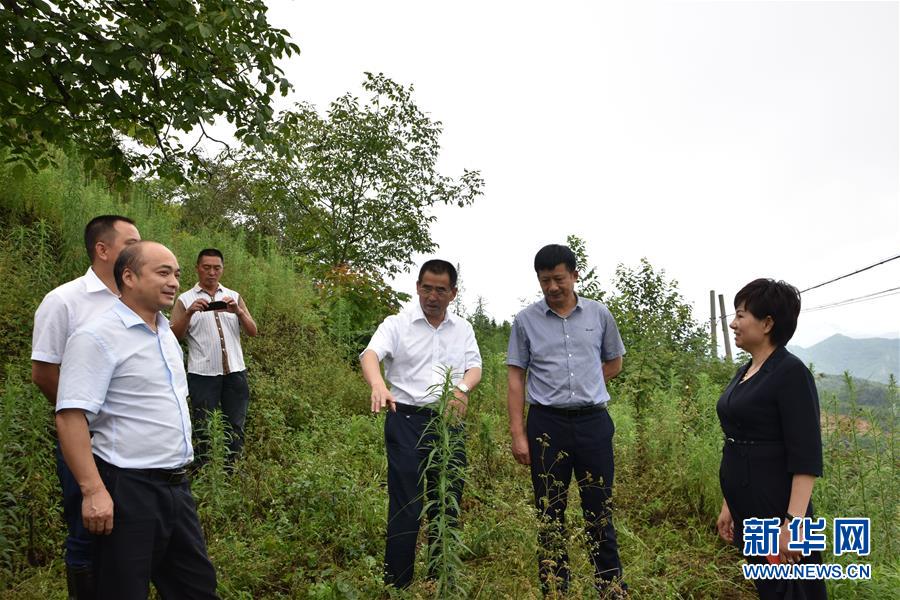 (新華全媒頭條·圖文互動)(3)安吉白茶奔向扶貧一線——浙江黃杜村農民黨員先富幫后富向貧困地區捐贈“扶貧苗”