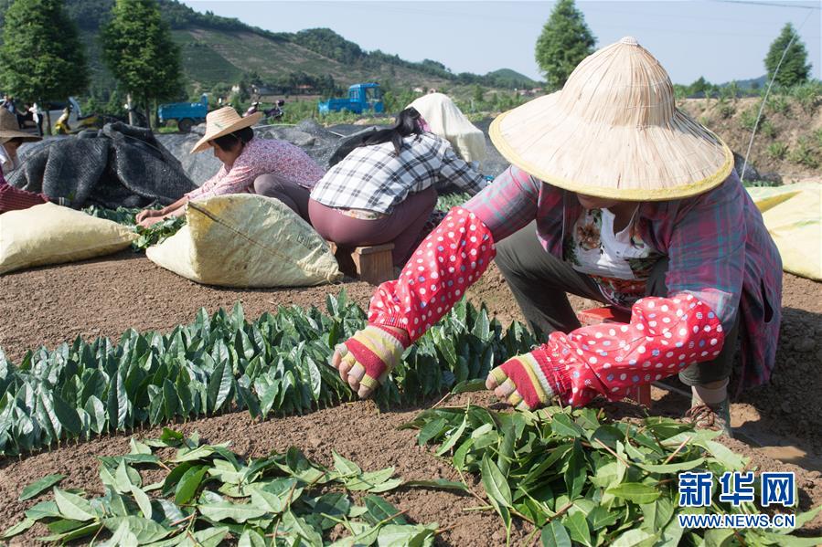 (新華全媒頭條·圖文互動)(7)安吉白茶奔向扶貧一線——浙江黃杜村農民黨員先富幫后富向貧困地區捐贈“扶貧苗”