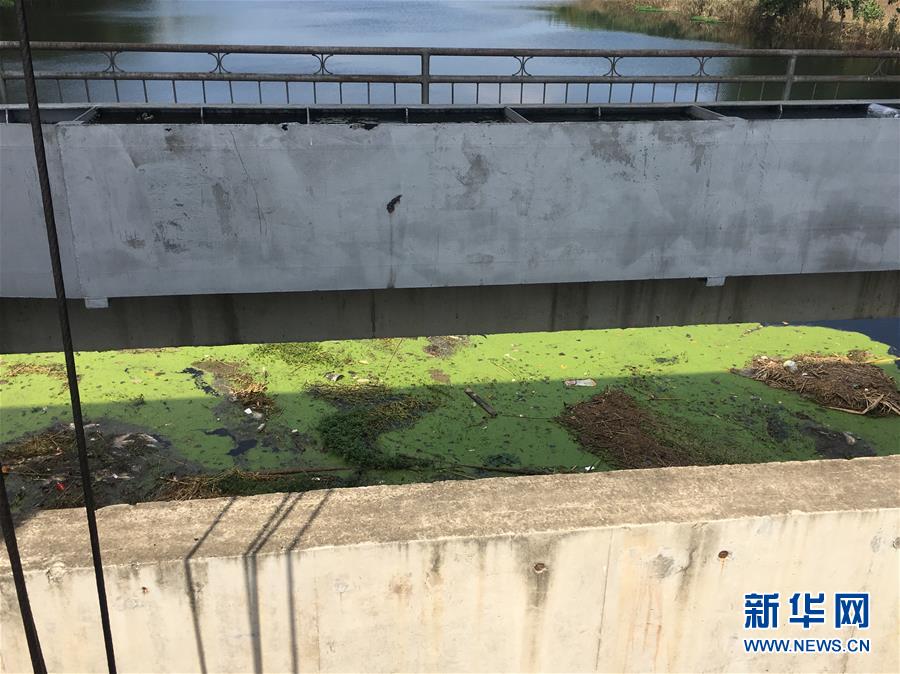 （新華視點·圖文互動）（2）上游洪水來襲下游魚蟹死亡，泄洪為何變泄污？