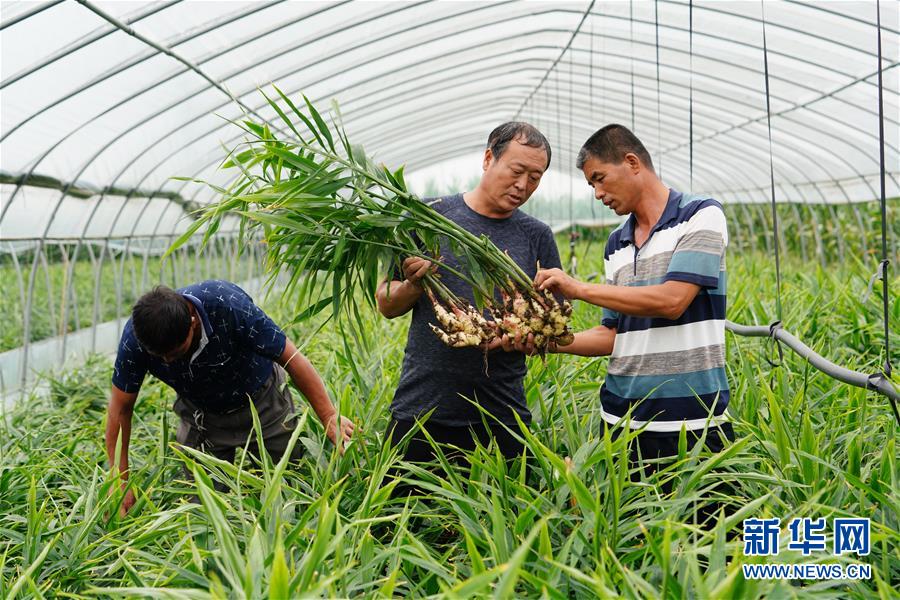 （新華全媒頭條·聚焦鄉村振興戰略規劃·圖文互動）（13）推進鄉村振興的行動指南——解讀鄉村振興戰略首個五年規劃亮點