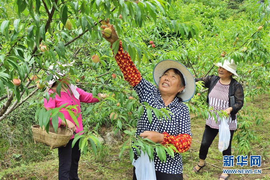 （在習(xí)近平新時(shí)代中國(guó)特色社會(huì)主義思想指引下——新時(shí)代新作為新篇章·圖文互動(dòng)）（3）湖北枝城鎮(zhèn)：片區(qū)黨建助推鄉(xiāng)村全面振興