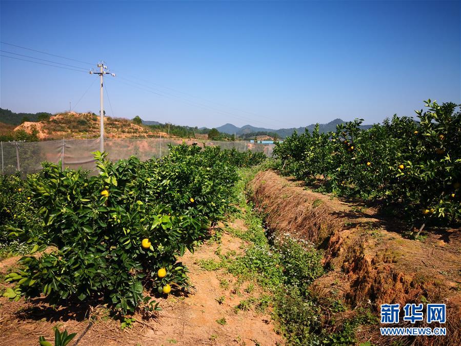 （在習近平新時代中國特色社會主義思想指引下·慶祝改革開放40周年·協(xié)調(diào)發(fā)展·圖文互動）（4）臍橙“三變”見證40年變遷