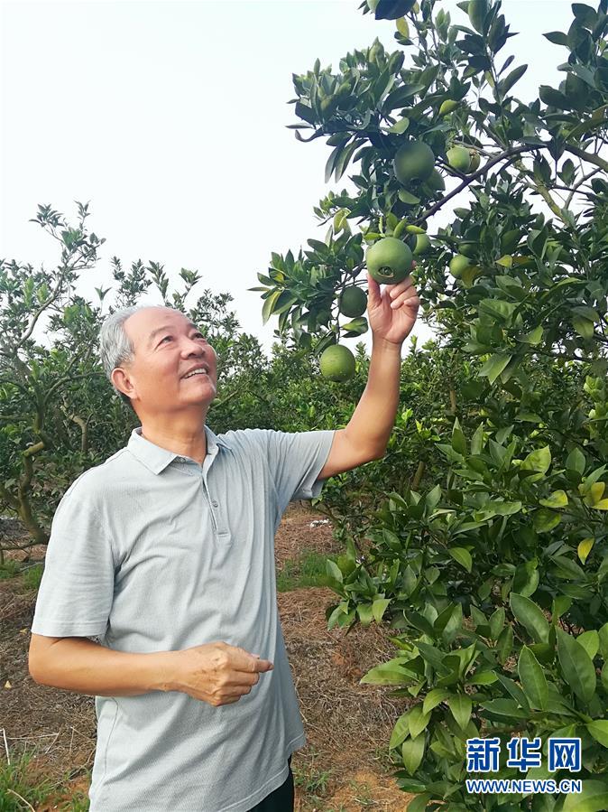 （在習近平新時代中國特色社會主義思想指引下·慶祝改革開放40周年·協(xié)調(diào)發(fā)展·圖文互動）（5）臍橙“三變”見證40年變遷