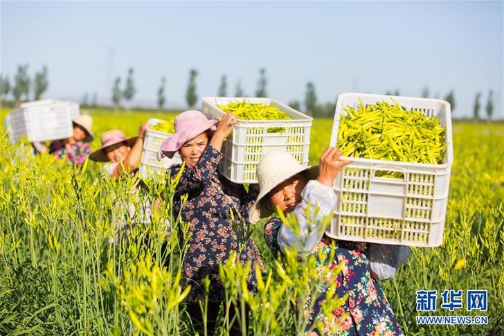 （在習近平新時代中國特色社會主義思想指引下——新時代新作為新篇章·鄉村振興戰略·圖文互動）（1）一株忘憂草，萬家喜眉梢——山西省大同市云州區黃花產業扶貧觀察