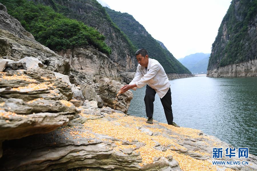 （在習近平新時代中國特色社會主義思想指引下——新時代新作為新篇章）（3）重慶巫山：“生態寶貝”變身“搖錢樹”