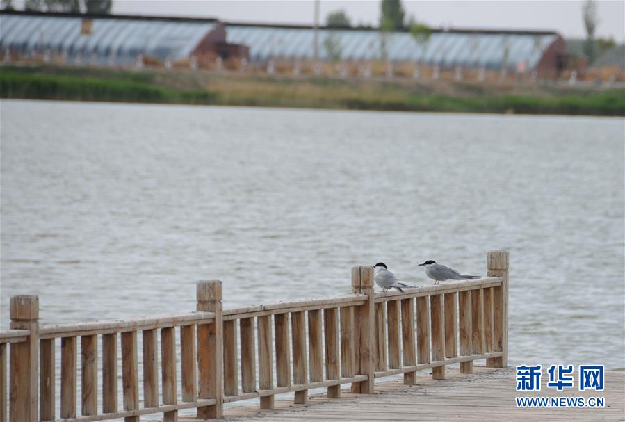 （北京世園會·圖文互動）（1）“百湖之鄉”磴口縣再現生態田園風光