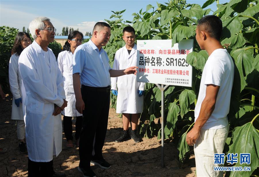 （愛國情 奮斗者·圖片互動）（3）張永平：像打造“中國芯”一樣打造“中國葵”