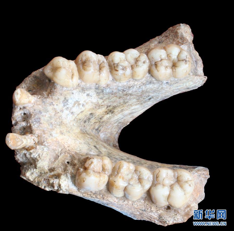 （圖文互動）（2）科學家成功從190萬年前巨猿化石中提取到遺傳物質