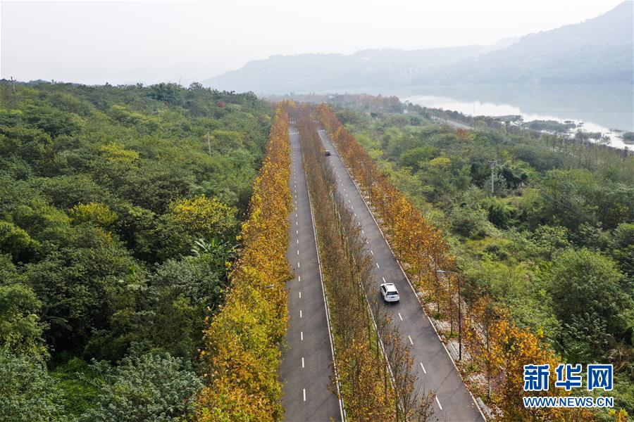 （四中全會精神在基層·圖文互動）（3）一江碧水串起綠色島鏈——重慶江心島“生態留白”調查