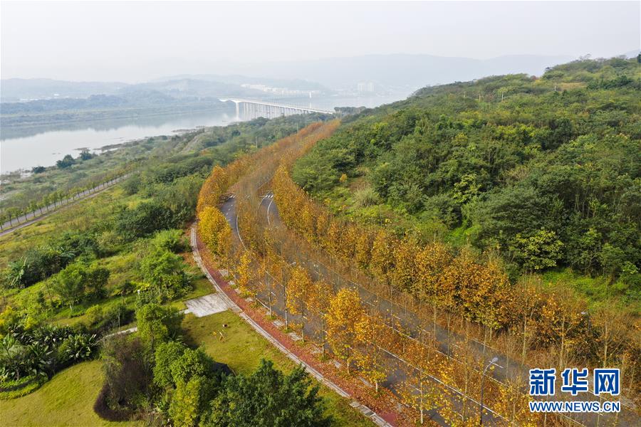 （四中全會精神在基層·圖文互動）（4）一江碧水串起綠色島鏈——重慶江心島“生態留白”調查