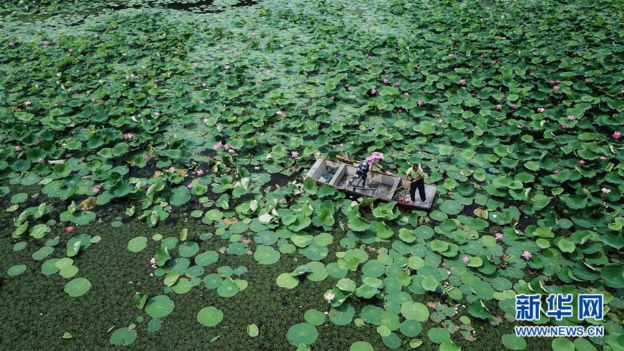 （新華全媒頭條·圖文互動）（14）大湖見證——長三角三大淡水湖綠色發展之路