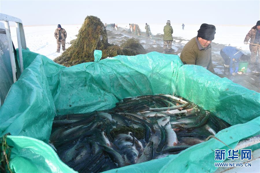 （新春走基層·圖文互動）（2）“干活的人不會冷”——直擊新疆吉力湖冬捕現場