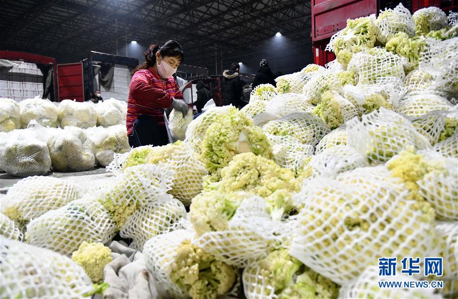 （聚焦疫情防控·圖文互動）（3）蔬菜產地供應充足 菜價在合理區間——來自蔬菜生產大省山東的一線調查報告